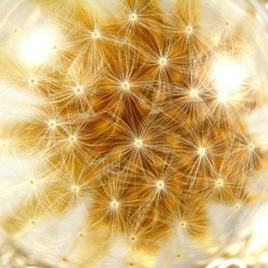 Pendant with real dandelion (Taraxacum officinale) in the resin sphere on a silver chain. Sphere 3.4 cm. Chain 80 cm.