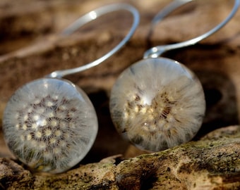 Christmas Gifts, Resin Earrings, Dandelion Jewelry, Sterling Silver Resin Earrings, Picris hieracioides, Dandelion in Resin. Spheres 2 cm.