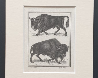 The American Bison Original 1872 SPCK print