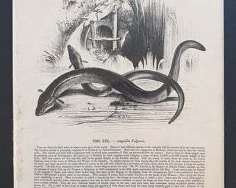 Urodela Original Antique Encyclopaedia Illustration Siren Eel Marine Wildlife wall decor home decor 1891 EEL Fish