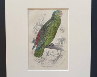 Original 1836 hand coloured bird print in mount Festive Parrot