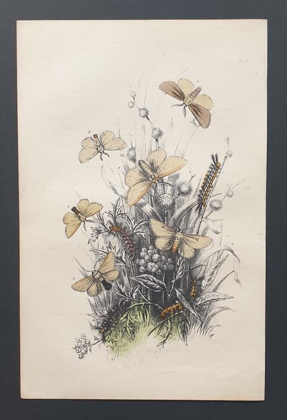 White Satin Moths and others - Original hand coloured 1860 print