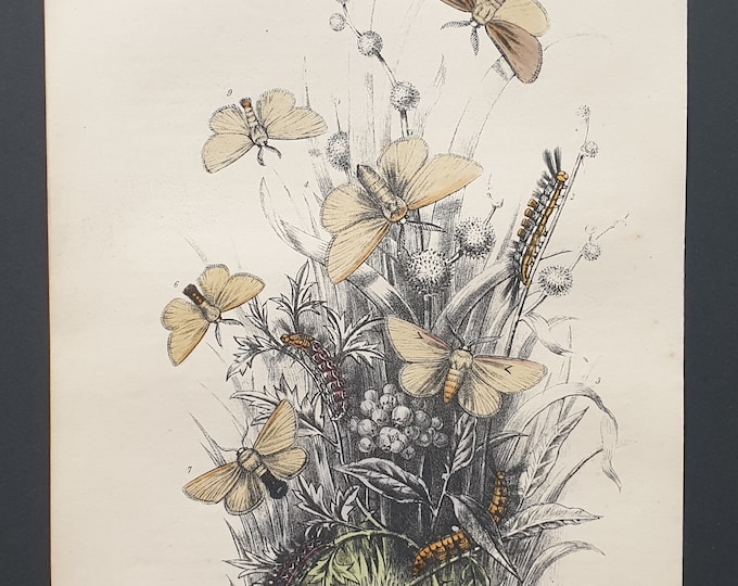 White Satin Moths and others - Original hand coloured 1860 print