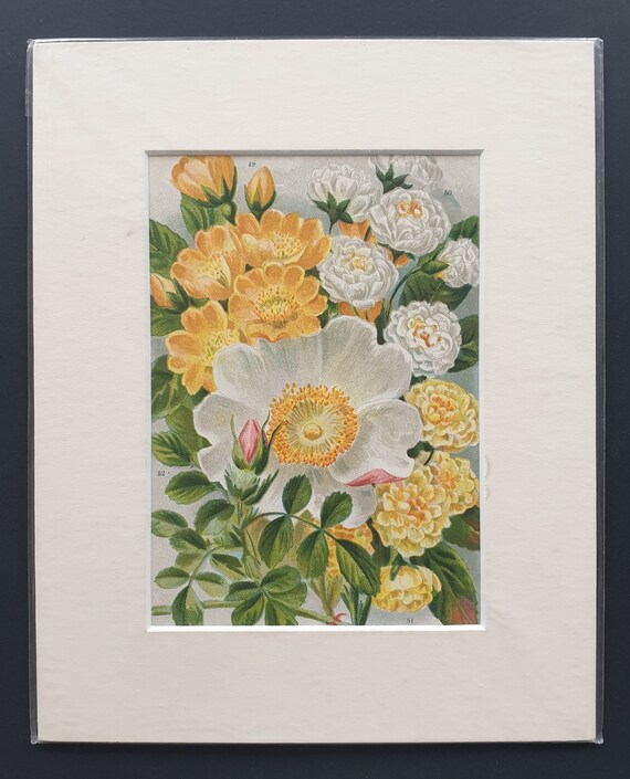 Mixed Varieties - Original 1903 rose print in mount