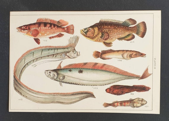 Original 1915 fish print - Plate 13