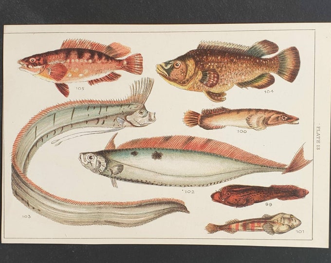 Original 1915 fish print - Plate 13