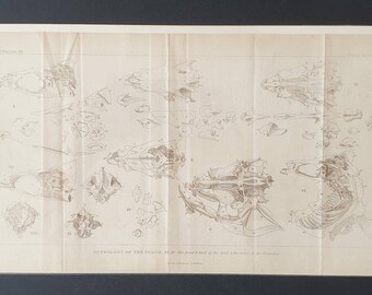 Osteology of the Perch - Original 1834 Animal Kingdom print