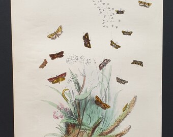 The Large Dark Silver Striped T Moth and others - Original hand coloured 1860 print