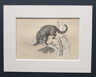 The Racoon - Original 1851 John Tallis woodblock print