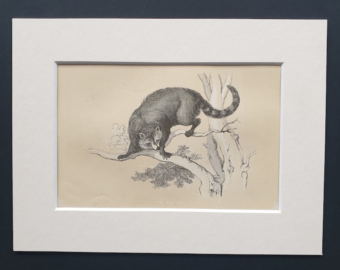 The Racoon - Original 1851 John Tallis woodblock print