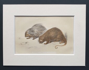 African and Brazilian Porcupine - Original 1851 John Tallis woodblock print