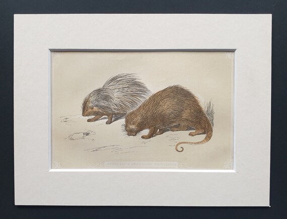 African and Brazilian Porcupine - Original 1851 John Tallis woodblock print