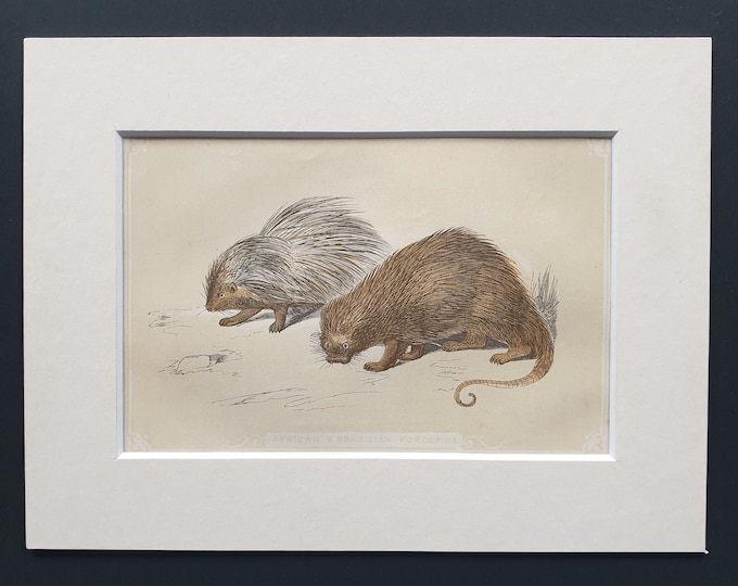 African and Brazilian Porcupine - Original 1851 John Tallis woodblock print