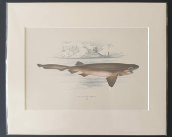 Six Gilled Shark - Original 1877 'History of the Fishes of the British Islands' print