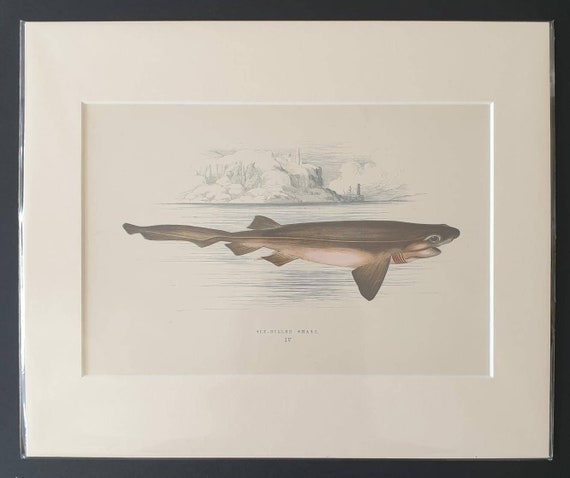 Six Gilled Shark - Original 1877 'History of the Fishes of the British Islands' print