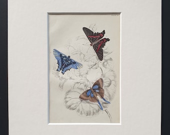 Erycina Melibaeus, Loxura Alcides - Original c1840 hand coloured print in mount