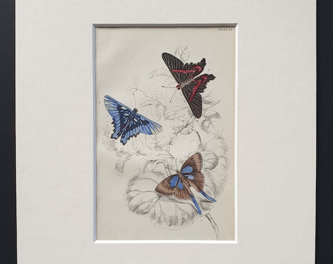 Erycina Melibaeus, Loxura Alcides - Original c1840 hand coloured print in mount