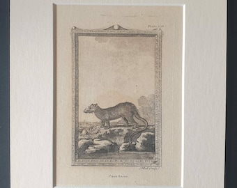 Crab Eater - Original 1812 Buffon print in mount