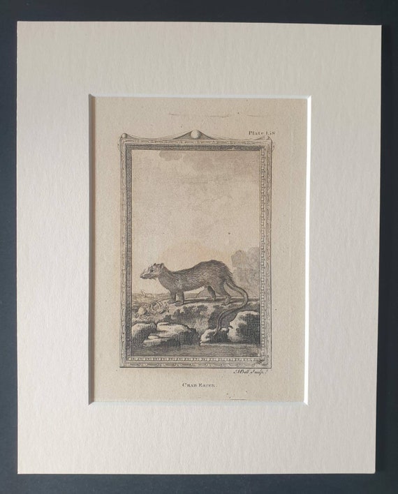 Original 1812 Buffon print in mount - Crab Eater