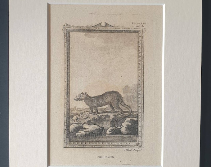 Original 1812 Buffon print in mount - Crab Eater