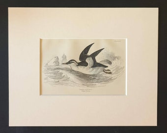 Common Guillemot - Original c1840 hand coloured bird print in mount