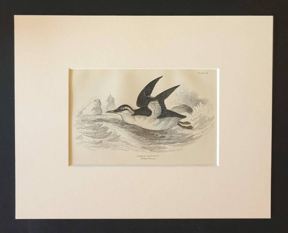Original c1840 hand coloured bird print in mount - Common Guillemot