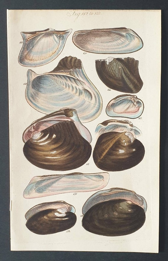 Original 1852 shell print - Plate 8