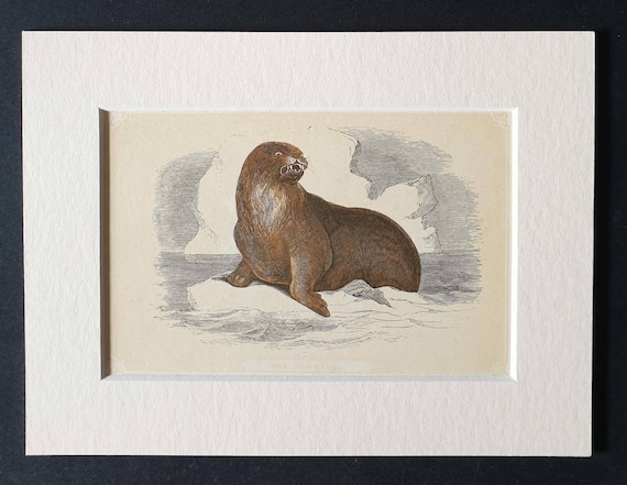 Original 1851 John Tallis woodblock print - The Sea Lion