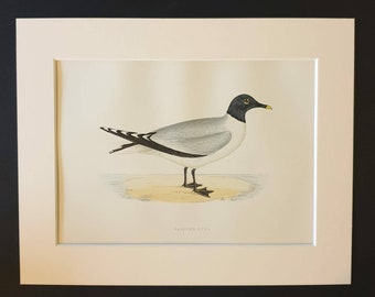 Sabine's Gull - Original 1891 hand coloured bird print in mount