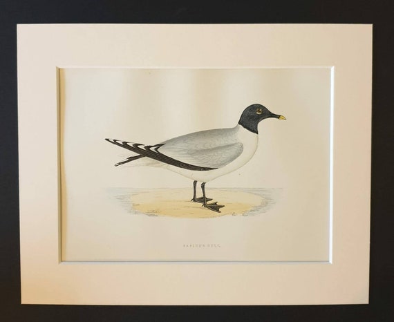 Original 1891 hand coloured bird print in mount - Sabine's Gull
