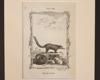 Black Coati - Original 1791 Buffon print in mount