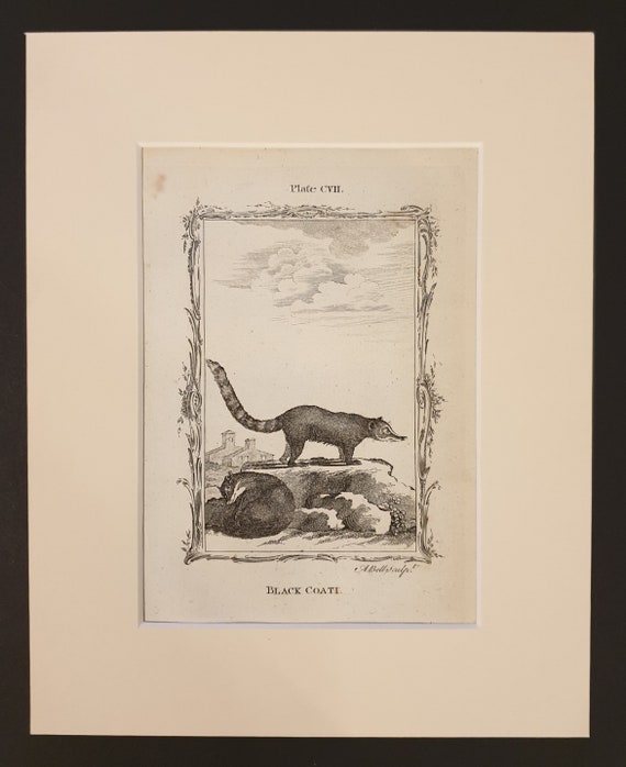 Black Coati - Original 1791 Buffon print in mount