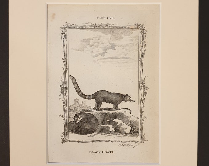 Black Coati - Original 1791 Buffon print in mount