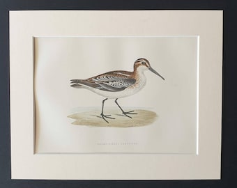 Broad-Billed Sandpiper - Original 1891 hand coloured bird print in mount