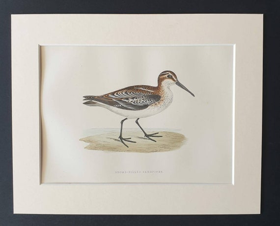 Original 1891 hand coloured bird print in mount - Razor Billed Sandpiper