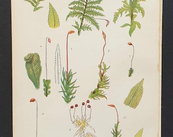 Original 1905 chromolithograph flower print - Plate 7