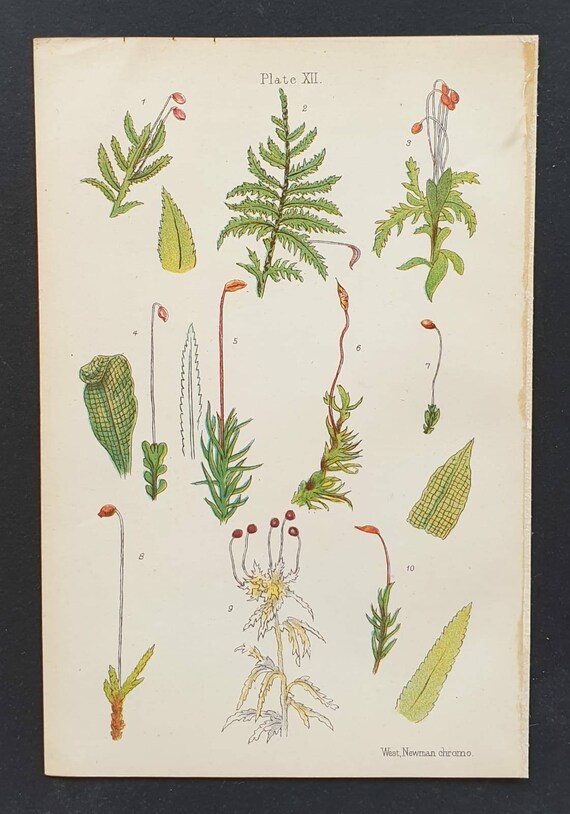 Original 1905 chromolithograph flower print - Plate 7