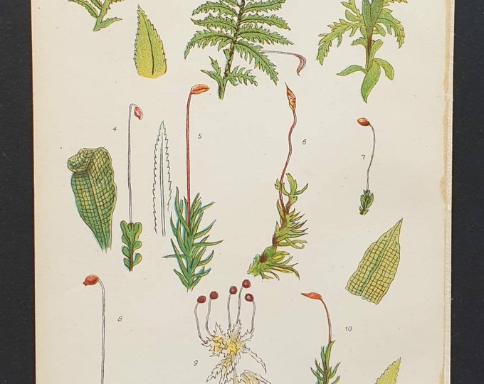 Original 1905 chromolithograph flower print - Plate 7