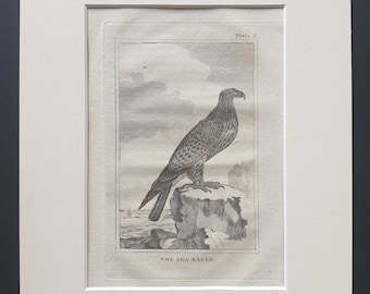 The Sea Eagle - Original 1812 Buffon print in mount (3)