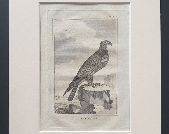 The Sea Eagle - Original 1812 Buffon print in mount (3)