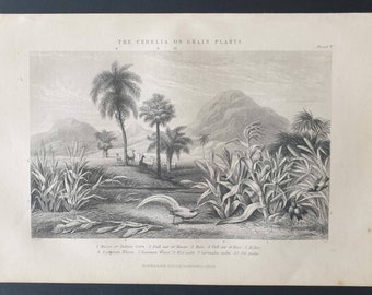 Cerelia or Grain Plants - Original 1877 The Vegetable Kingdom engraving