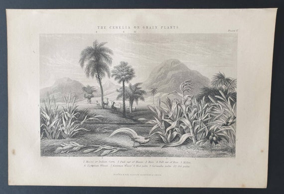Original 1877 The Vegetable  Kingdom engraving - Cerelia or Grain Plants