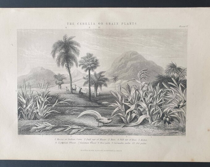 Original 1877 The Vegetable  Kingdom engraving - Cerelia or Grain Plants
