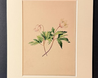 The Wood Anemone - Original 1840 Hand Coloured Print