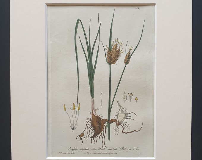 Sea Club Rush - Original 1839 hand coloured flower print in mount