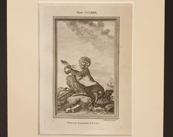 White Banded Patas - Original 1791 Buffon print in mount