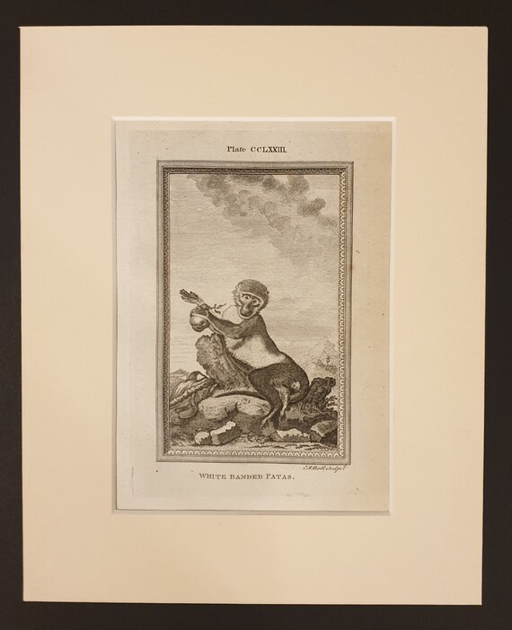 White Banded Patas - Original 1791 Buffon print in mount