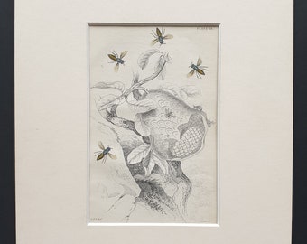 Nest of the Lecheguana (Wasps who produce honey) - Original c1870 hand coloured insect print in mount