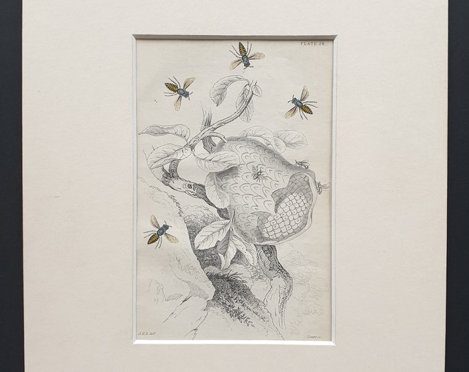 Nest of the Lecheguana (Wasps who produce honey) - Original c1870 hand coloured insect print in mount