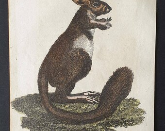 Cape Jerboa - Original 1821 hand coloured animal print